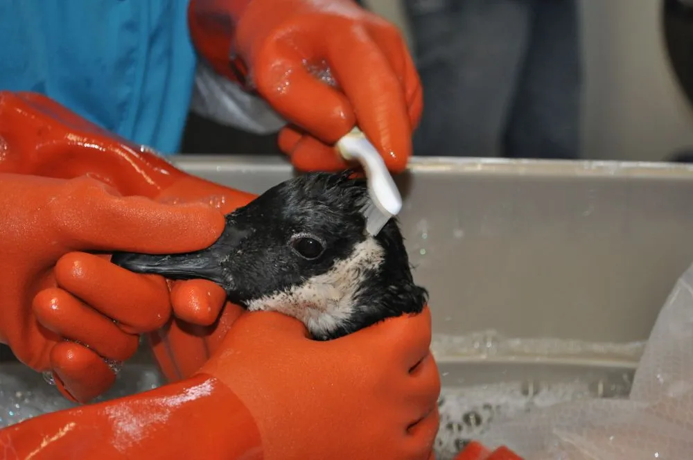 One day of oil spill aftercare for a bird