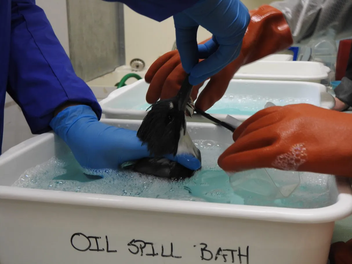 One day of oil spill aftercare for a bird