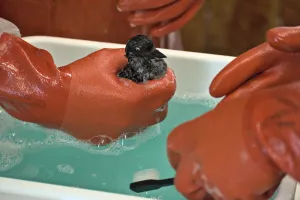 One day of oil spill aftercare for a bird