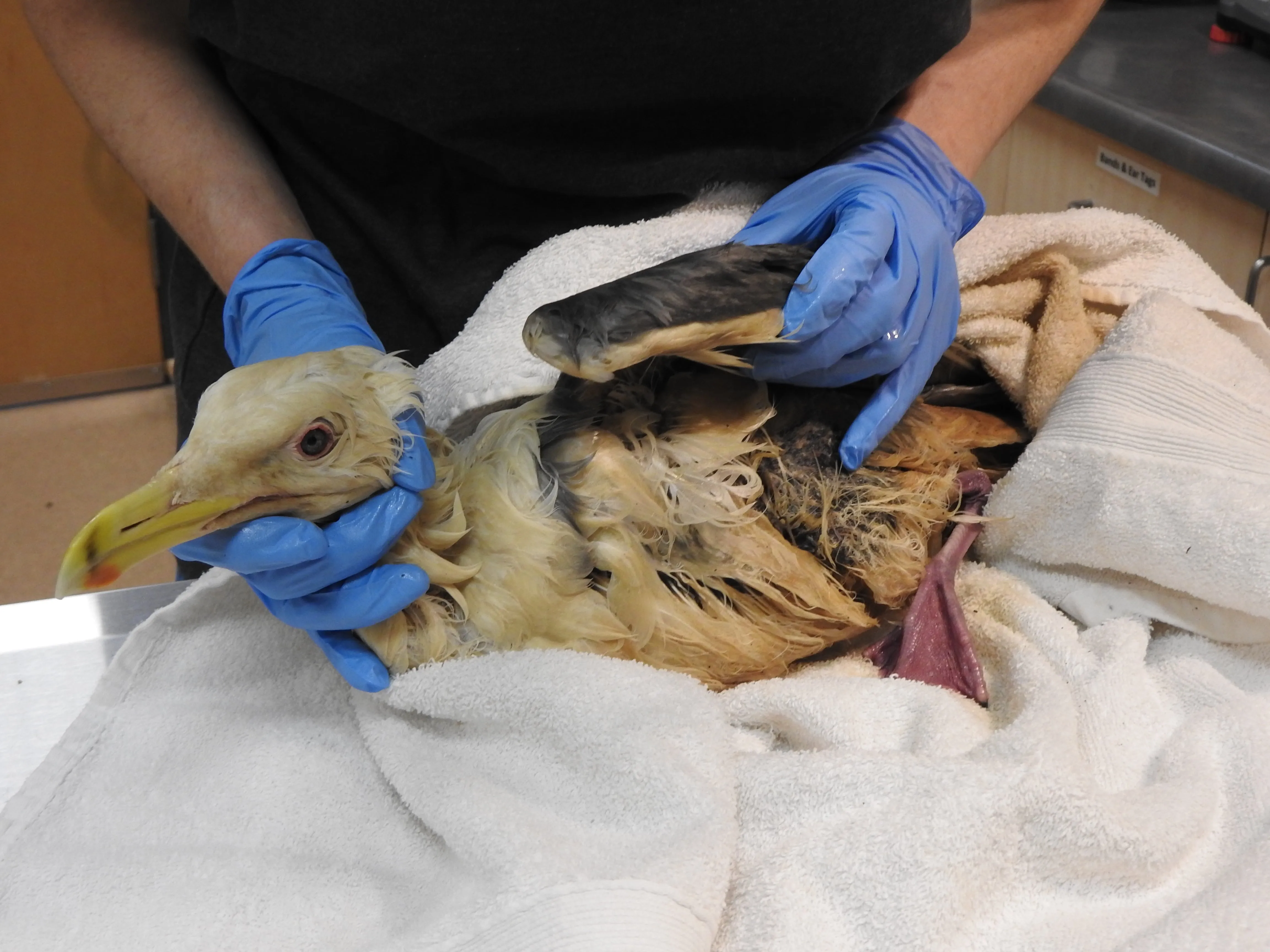 One day of oil spill aftercare for a bird